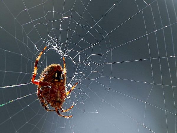 πανίδα,υλικό,ιστός αράχνης,βιολογία,ασπόνδυλος,αράχνη