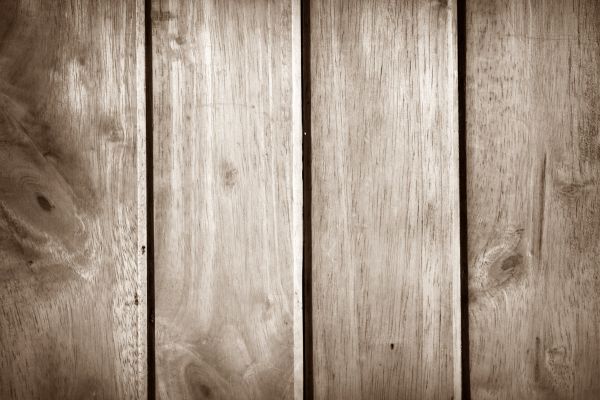 nature,plant,abstract,fence,black and white,structure