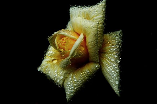 natur,blomma,växt,blad,ljus,fotografi