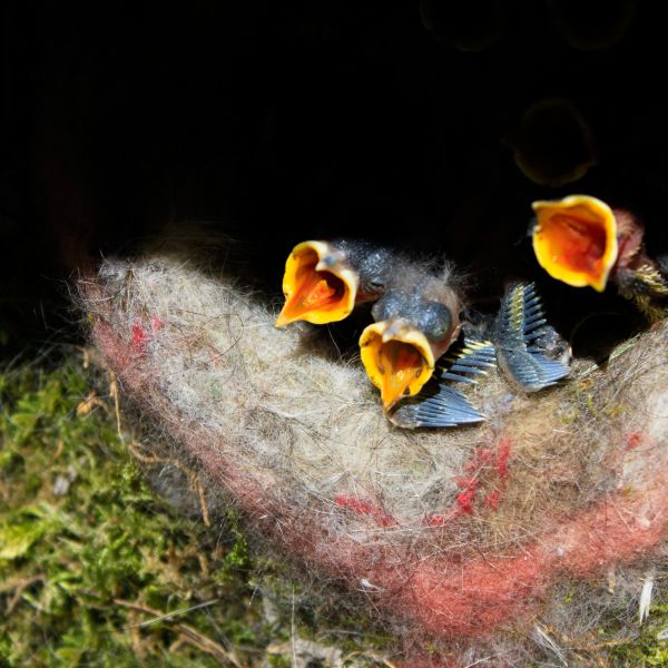 alam, burung, imut, terbang, margasatwa, makan