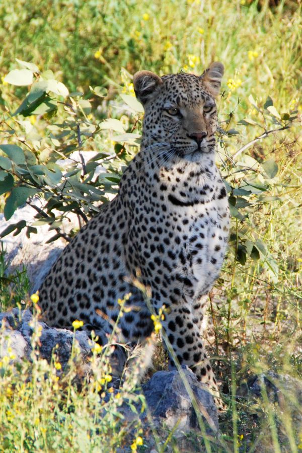 animal,fauna silvestre,África,mamífero,fauna,leopardo