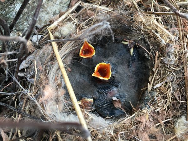 la nature,branche,oiseau,mignonne,faune,été