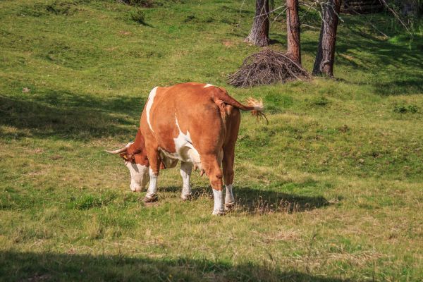 Landschaft, Natur, Gras, Feld, Bauernhof, Wiese