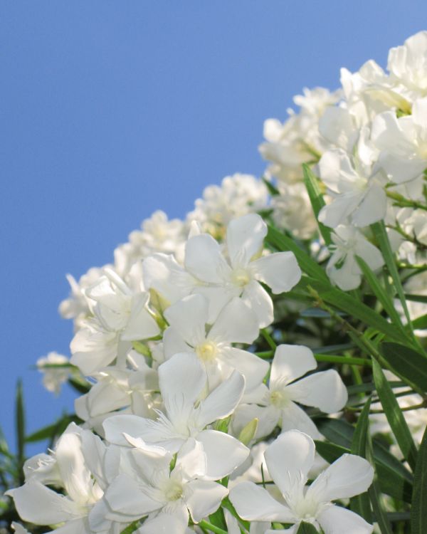 plante,fleur,branche,fleur,blanc,pétale