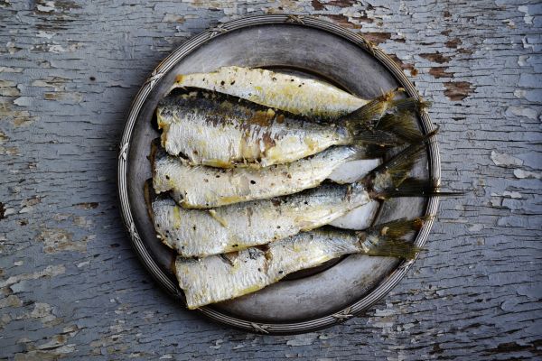 poisson, sardine, hareng, Poisson fourrager, Famille de harengs, plat