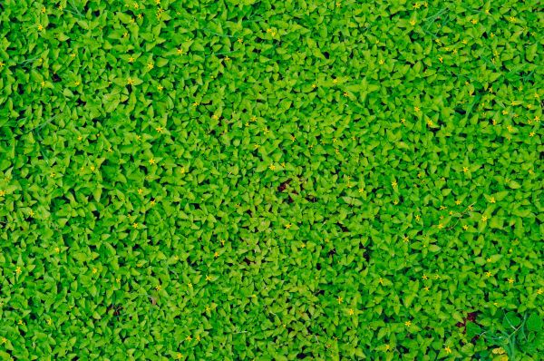 grass,plant,lawn,meadow,green,cool image