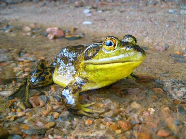 fauna silvestre,rana,sapo,anfibio,agua,biología