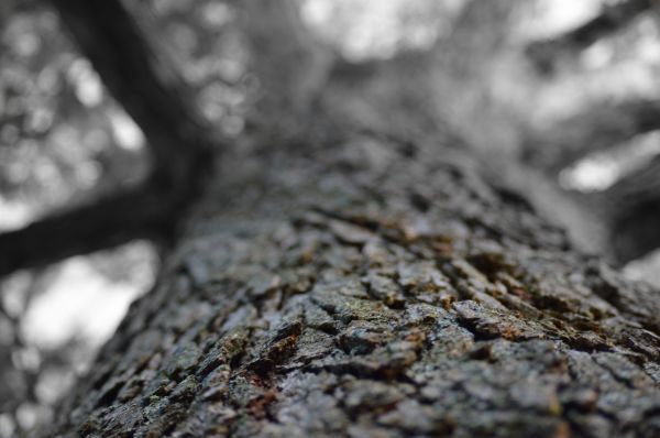 tree, nature, forest, rock, branch, snow