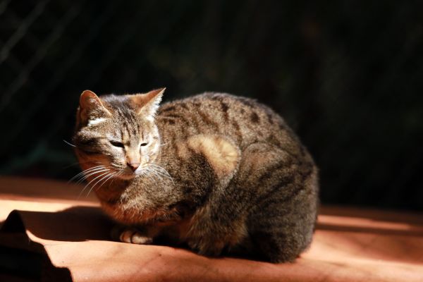 de plein air,animal,France,L'Europe ,chaton,chat