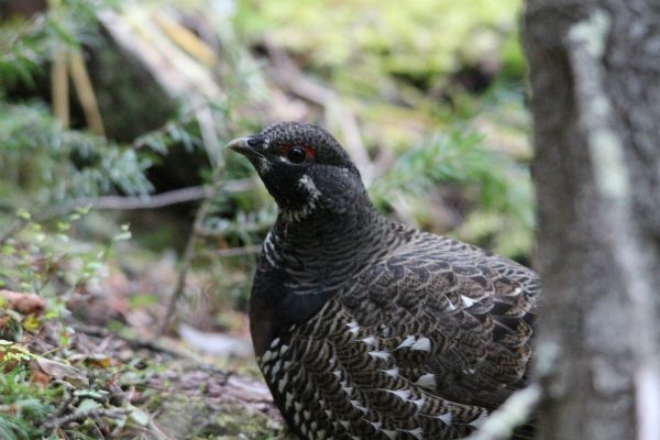 burung,hewan,pria,margasatwa,paruh,Amerika Serikat