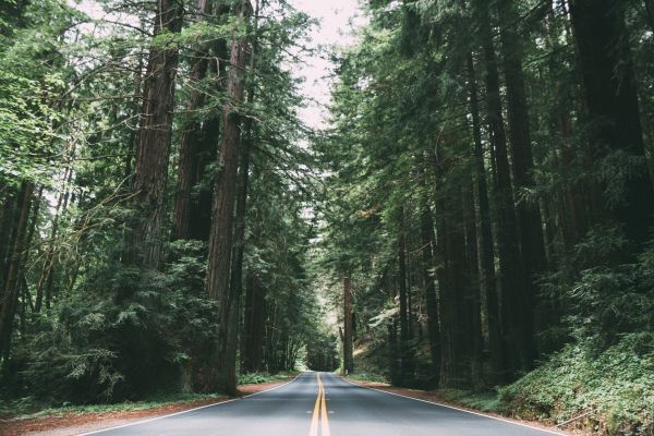 tree, nature, forest, wilderness, road, trail