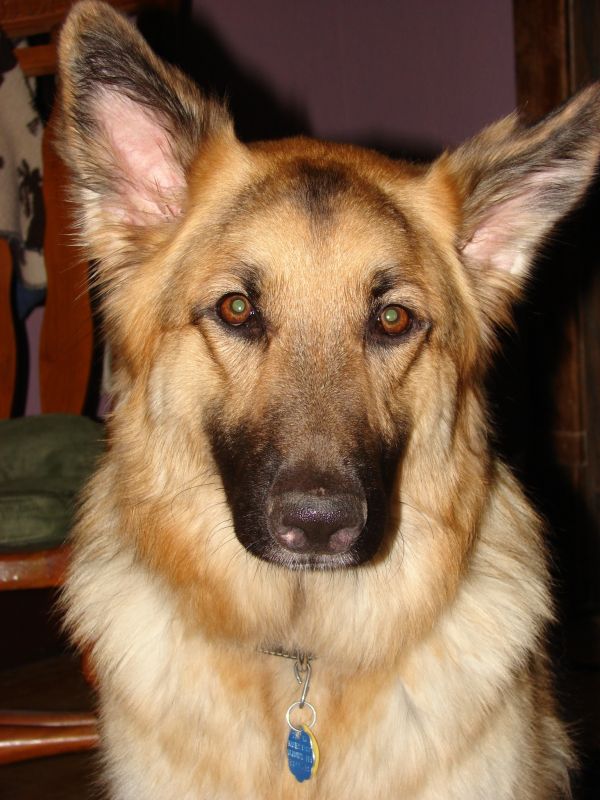 perro, animal, canino, mascota, mamífero, Pastor alemán