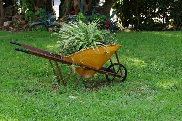 nature, grass, plant, lawn, meadow, cart