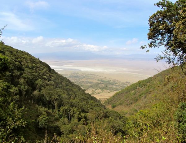 panorama, árvore, natureza, floresta, ao ar livre, região selvagem