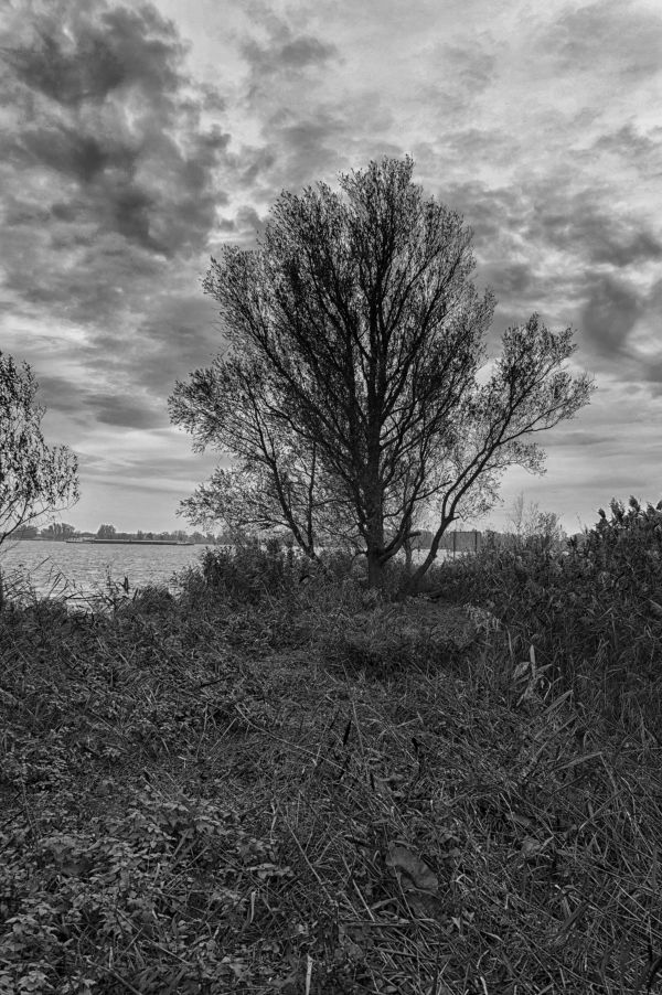 landschap, boom, natuur, Bos, gras, buitenshuis