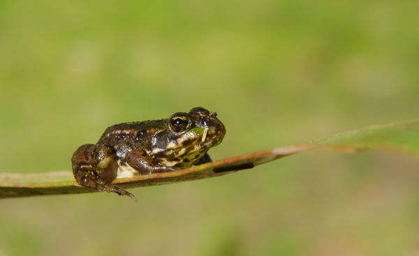 nature,photo,wildlife,insect,macro,frog