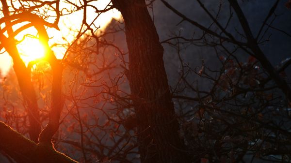 lumière,arbre,la nature,forêt,branche,hiver