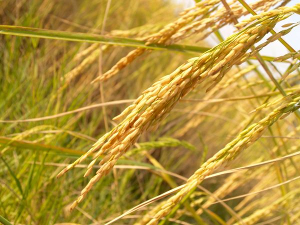 naturaleza,césped,crecimiento,planta,campo,granja