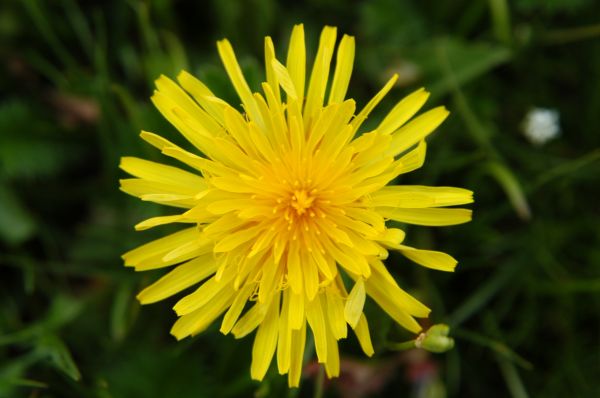 menanam,padang rumput,Dandelion,bunga,daun bunga,bunga aster