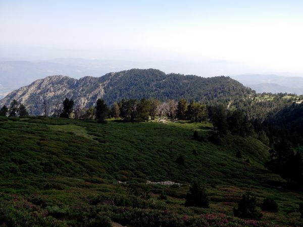 景观,树,性质,森林,荒野,山