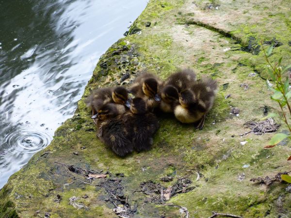 la nature,oiseau,faune,Roche,Voyage,L'Europe 