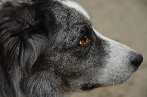 câine,animal de companie,mamifer,ochi,cățeluș,border collie