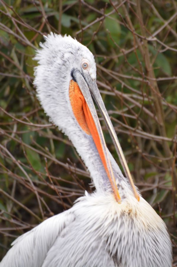 pasăre, animal, pelican, seabird, animale sălbatice, cioc