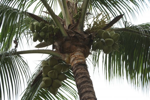 paysage, arbre, la nature, branche, plante, fruit