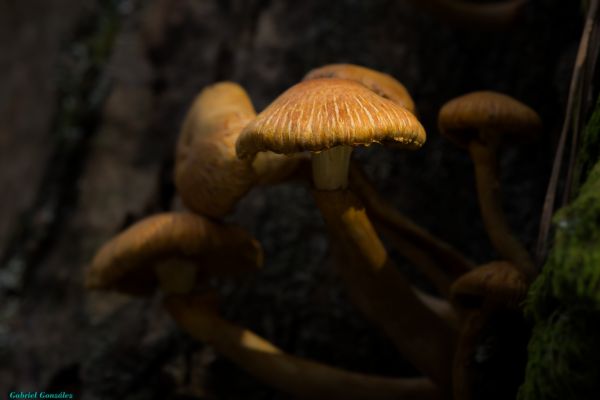 natur,Foto,makro,champignon,fauna,svamp