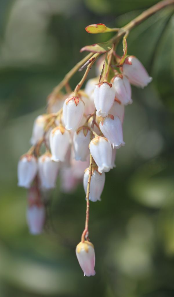 natur, afdeling, blomst, plante, blad, blomst