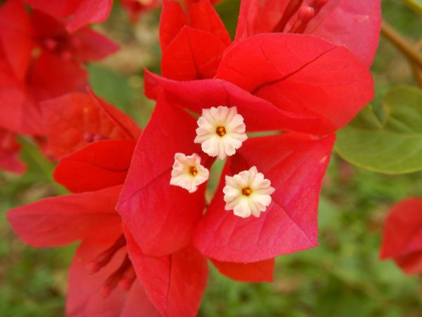 natur,växt,blomma,kronblad,röd,makro