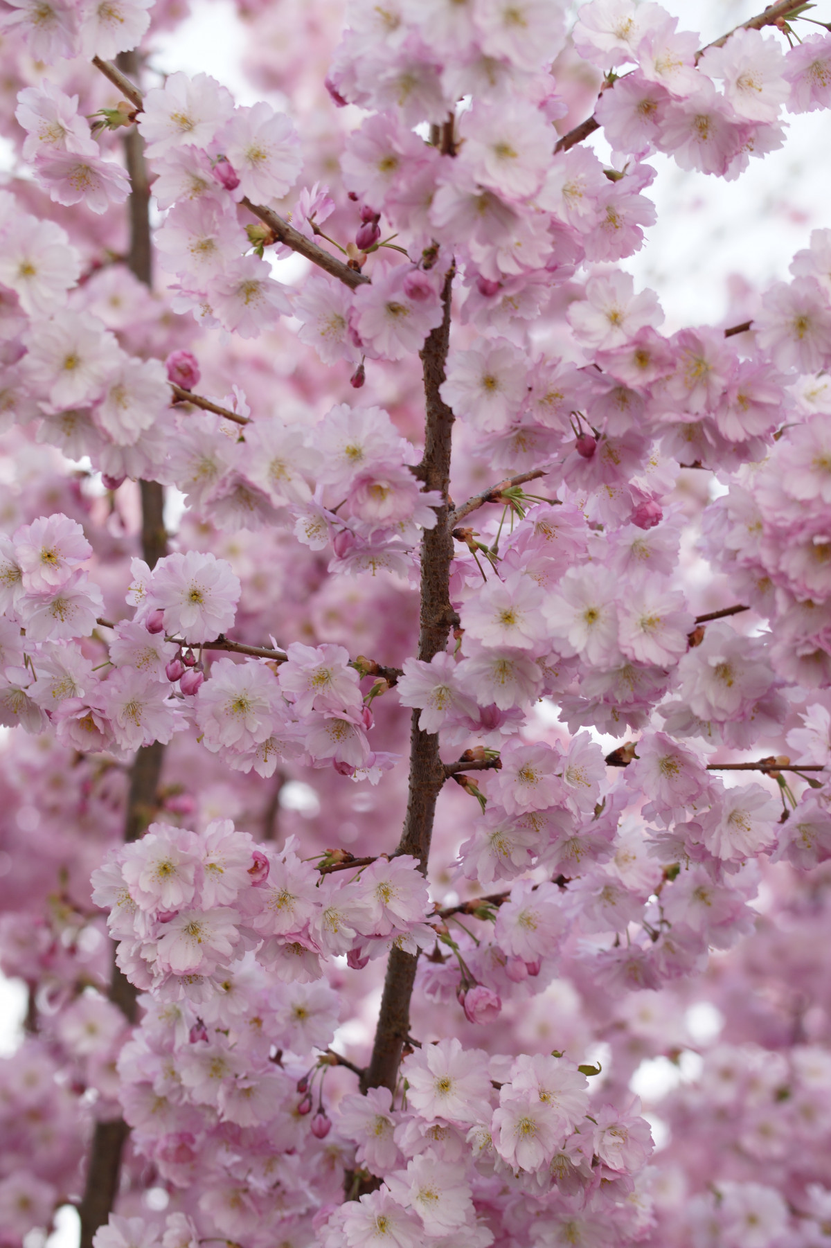 tree, branch, blossom, plant, flower, petal, bloom, spring, pink, close, cherry blossom, flowers, tender, cherry, inflorescence, spring awakening, bl tenmeer, flowering plant, flowering twig, ornamental cherry, land plant