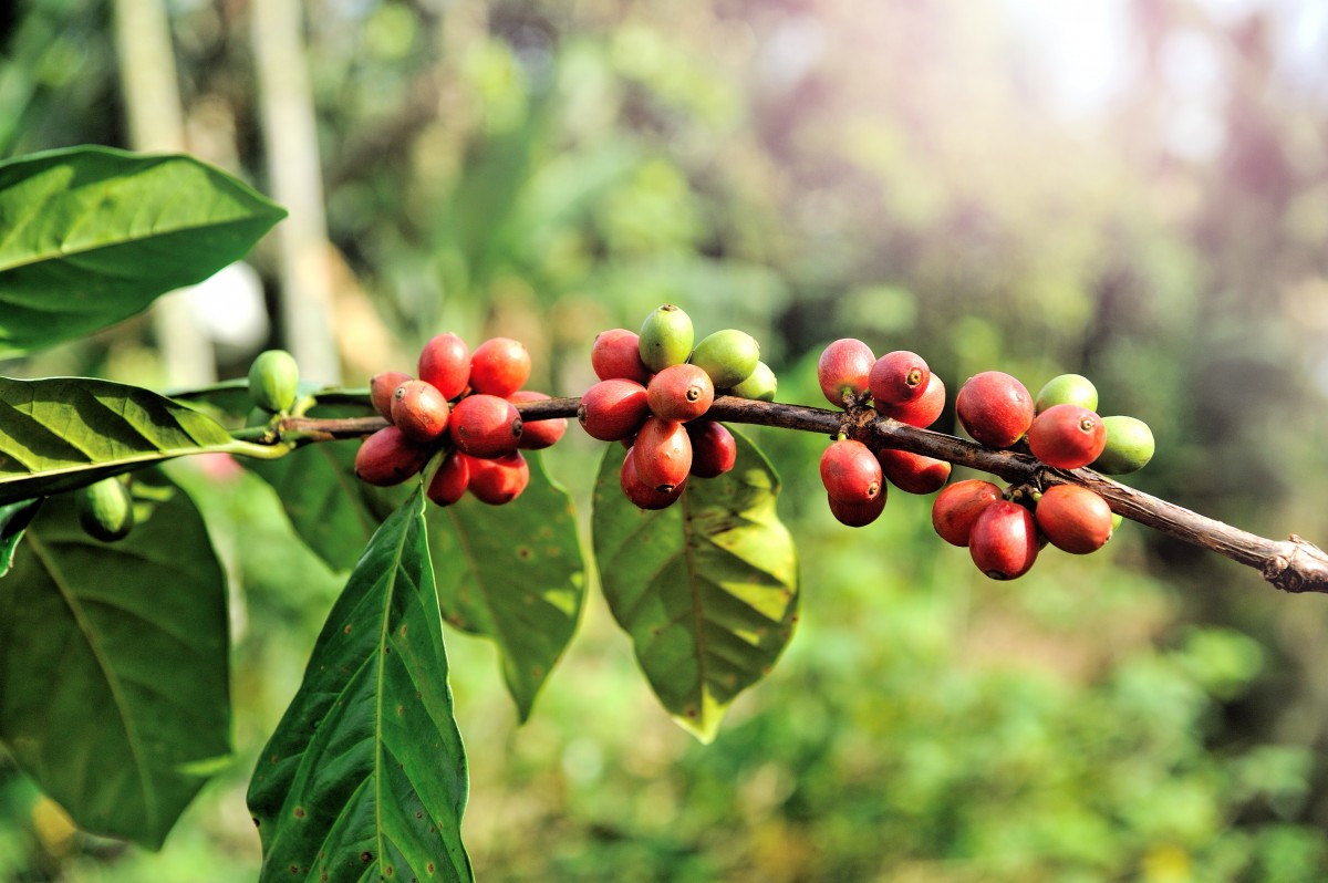 copac, natură, ramură, cafea, creştere, plantă, fermă, fruct, boabă, frunze, floare, friptură, fasole, copt, tufiș, alimente, verde, roșu, agricultură, recolta, legume şi fructe, a decupa, tropical, crește, vesnic verde, proaspăt, Asia, băutură, băutură, botanică, industrie, agricultură, floră, Tailanda, ecologie, cofeină, în aer liber, fructe de padure, arbust, Fierbinte, creştere, plantaţie, brut, java, arabica, organic, Ecuador, bali, nimeni, macro fotografie, cultiva, planta cu flori, stimulent, la nord de thailanda, necopt, neculese, plantă lemnoasă, teren de plante