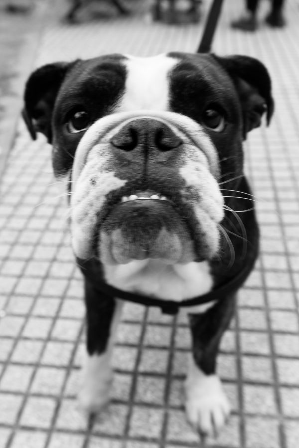 puppy, dog, animal, pet, black and white, photo