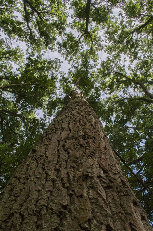 Baum,Natur,Wald,draussen,Fotografie,Kofferraum