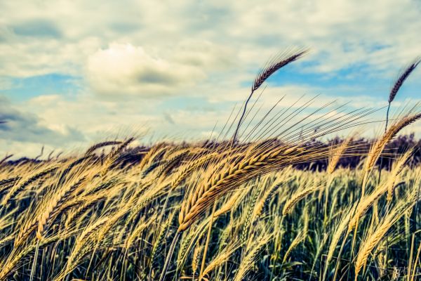 natuur, gras, horizon, zee, kust, zand