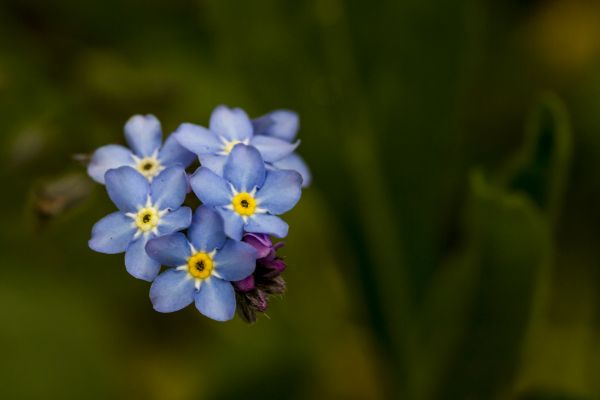 природа,цвят,растение,цвете,венчелистче,зелен