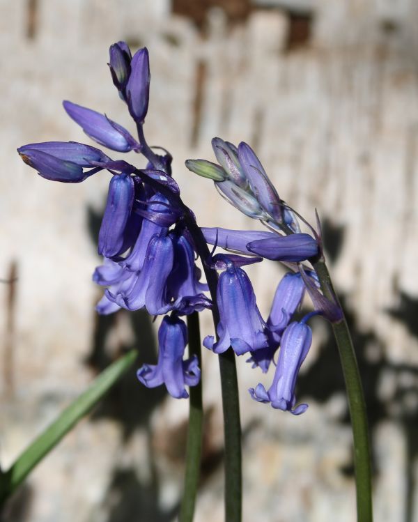 natur, växt, blomma, vår, botanik, blå