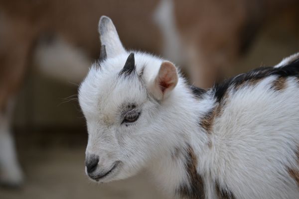 キッド,可愛い,野生動物,ヤギ,哺乳類,動物園