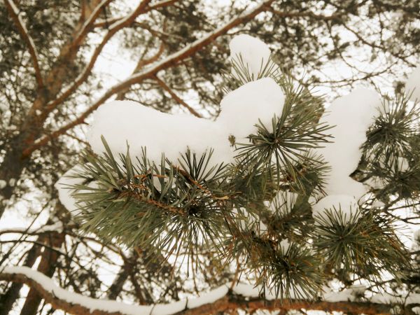 景观, 树, 性质, 森林, 科, 雪