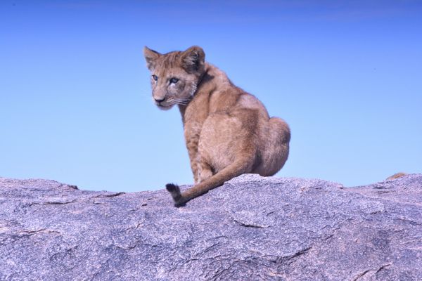 dier,wildlife,zoogdier,fauna,leeuw,gewerveld