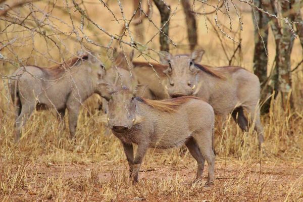 animal,animais selvagens,selvagem,Pastoreio,pradaria,rebanho