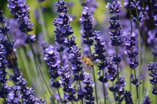 travail,la nature,plante,fleur,violet,été