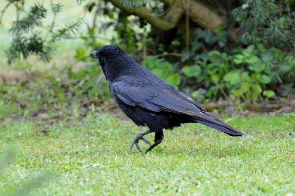 oiseau, mouche, faune, le bec, noir, plume