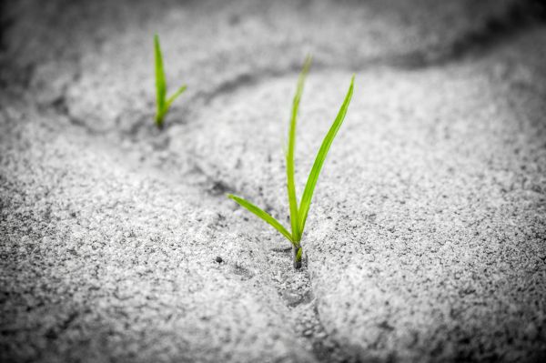 noir et blanc,main,arbre,la nature,herbe,de plein air