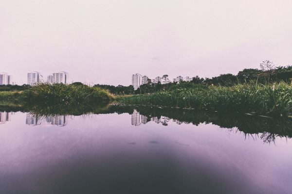 sea,tree,water,nature,horizon,grass