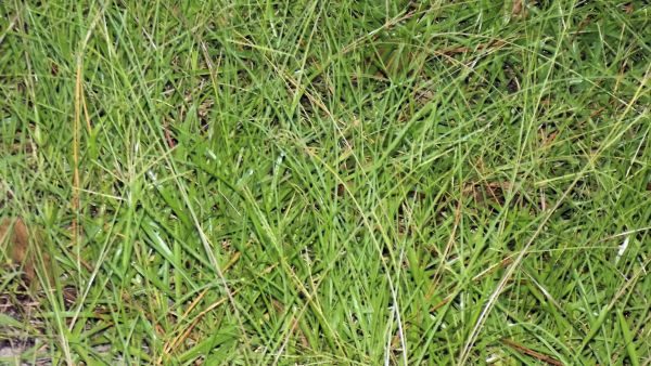 nature, grass, plant, field, hay, farm