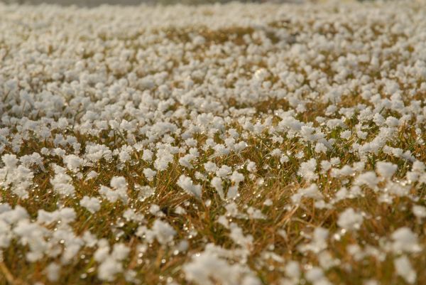 gras,sneeuw,fabriek,zonlicht,blad,bloem