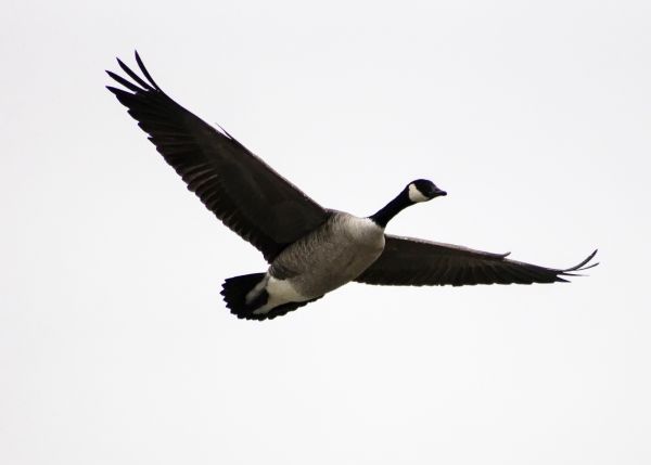 Vogel,Flügel,Schnabel,Flug,Vögel,Ente