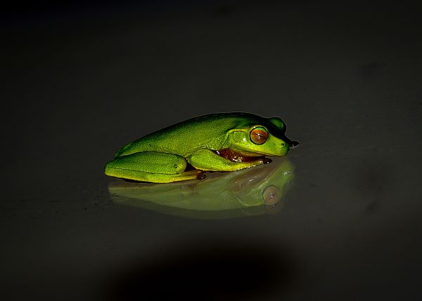 fotografering,blad,dyreliv,grønn,natt,speilbilde